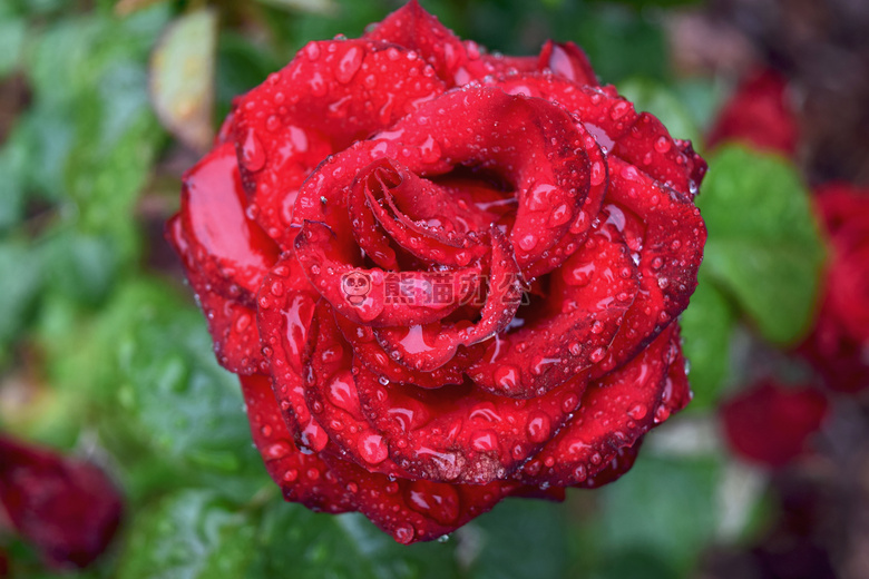 雨滴 玫瑰