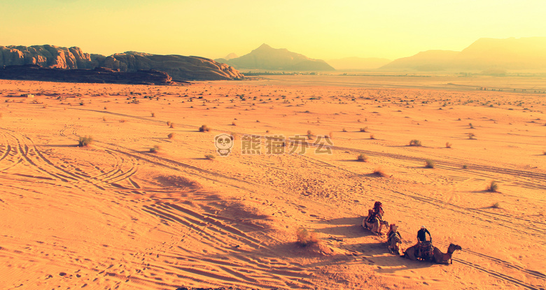 非洲 骆驼 沙漠