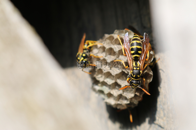 动物 蜜蜂 蜂窝