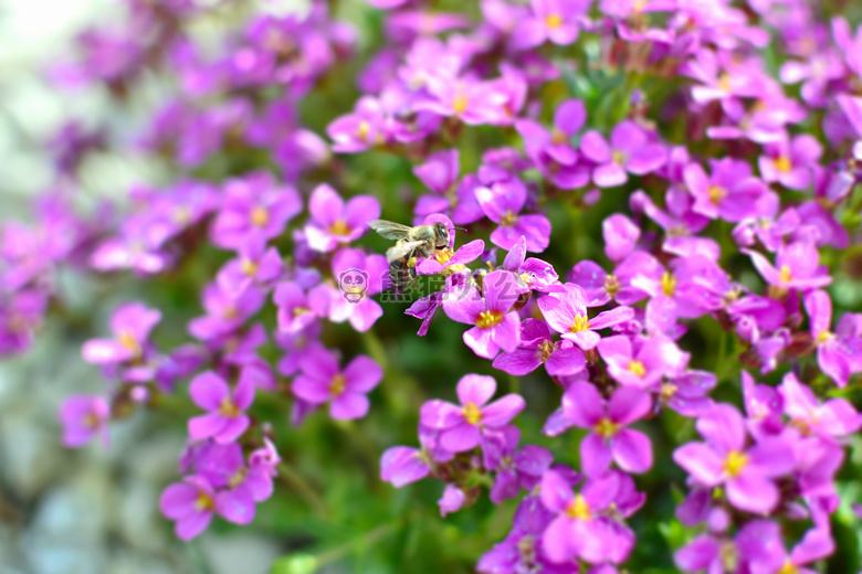 美丽的 花 蜜蜂