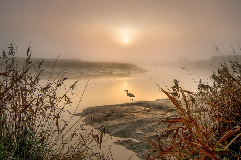 黄昏日落美景与水边的白鹭摄影图片