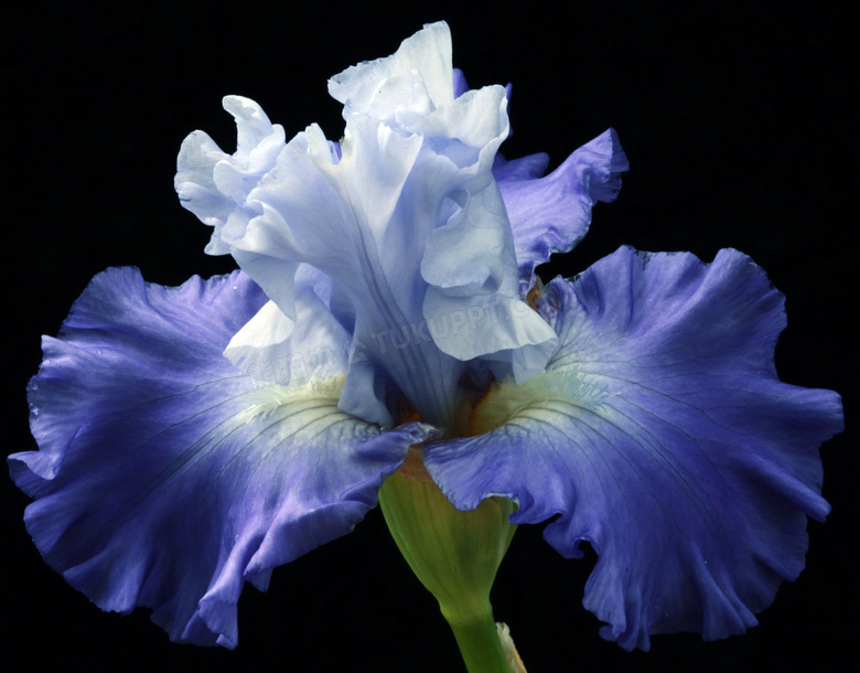 开出紫色花的花卉植物特写高清图片