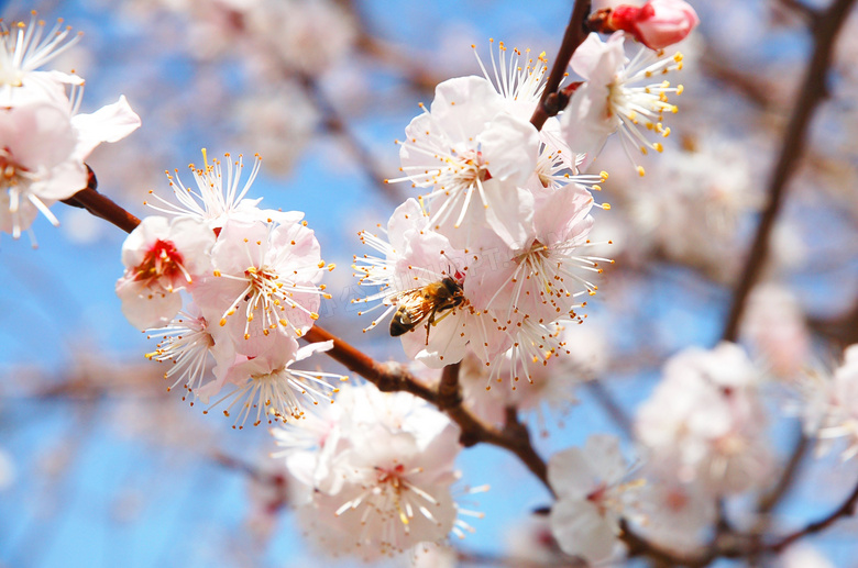 枝头盛开的梅花高清摄影图片
