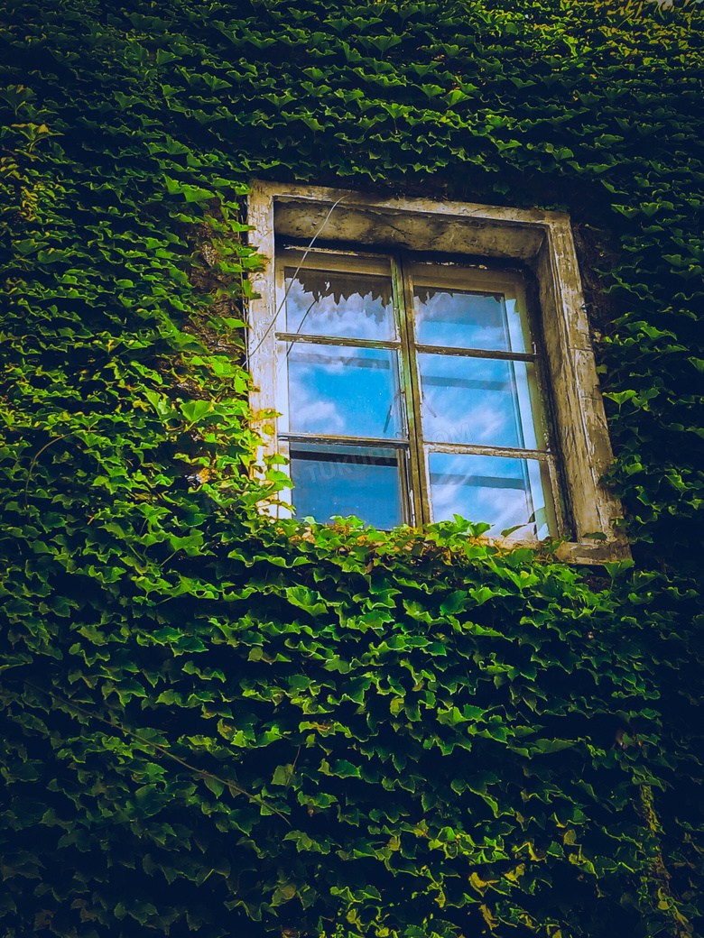 爬满了藤蔓墙上的窗户摄影高清图片
