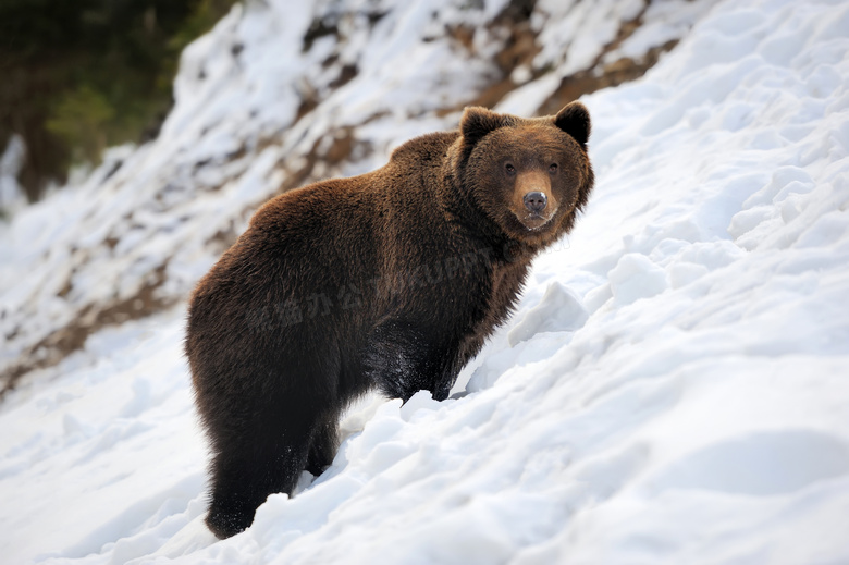 在山坡上看着什么的熊摄影高清图片