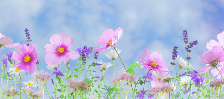 小清新薰衣草和粉色花朵摄影图片