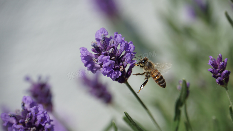 引来蜜蜂的紫色花特写摄影高清图片