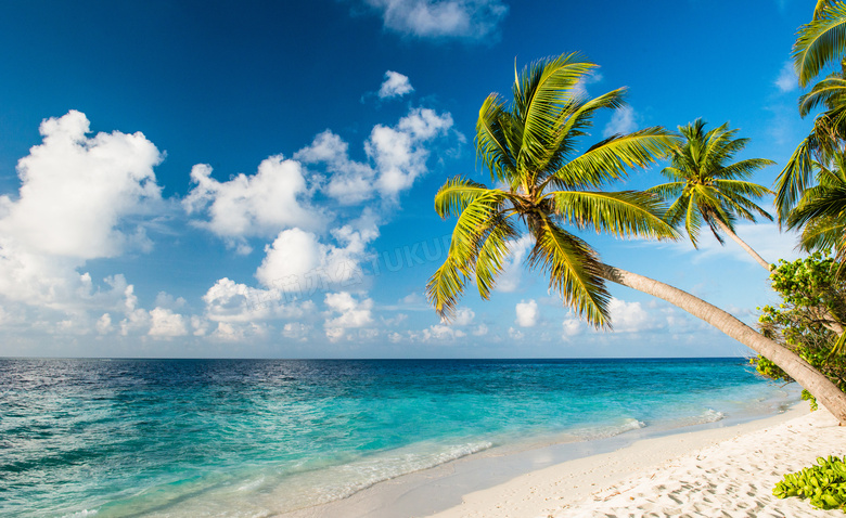 沙滩椰树与海天一色的风景高清图片