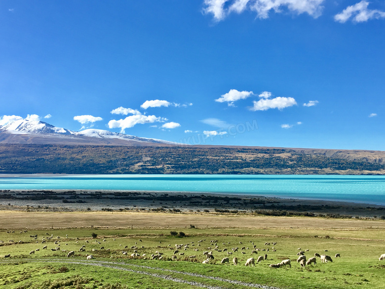 蓝天下的湖泊和羊群摄影图片