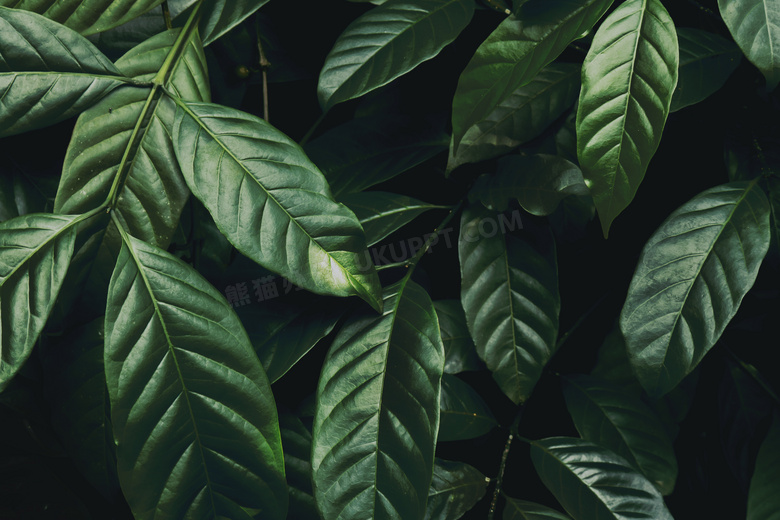 墨绿色的植物叶子特写摄影高清图片