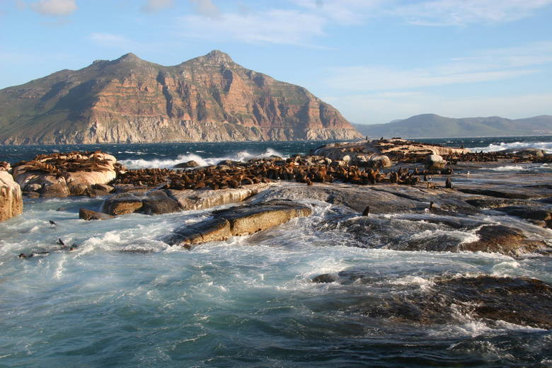 聚集在海边岩石上的海豹们高清图片