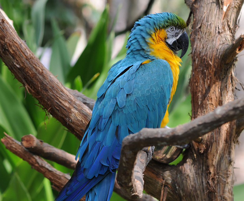树枝上的蓝色羽毛鹦鹉摄影高清图片