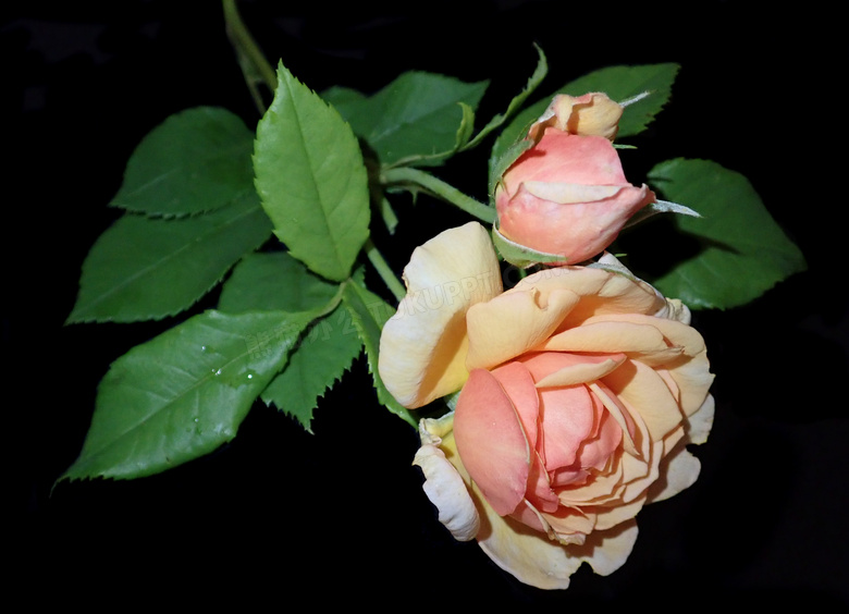 夜晚中绽放的玫瑰花朵摄影高清图片