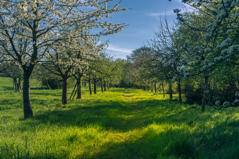 鲜花树木与葱郁的草地摄影高清图片