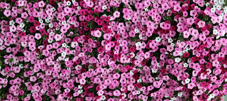 高密度种植的花卉植物摄影高清图片