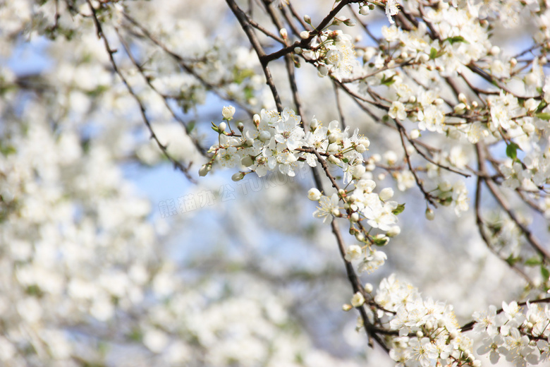 春天树枝上盛开的白色樱花高清图片