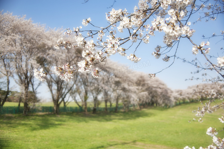 春天公园里盛开的樱花摄影高清图片