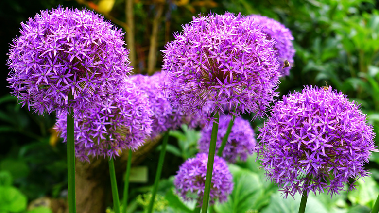 盛开的紫色绣球花特写摄影高清图片