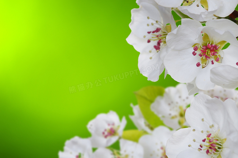 春天里绽放的白色花朵特写摄影图片
