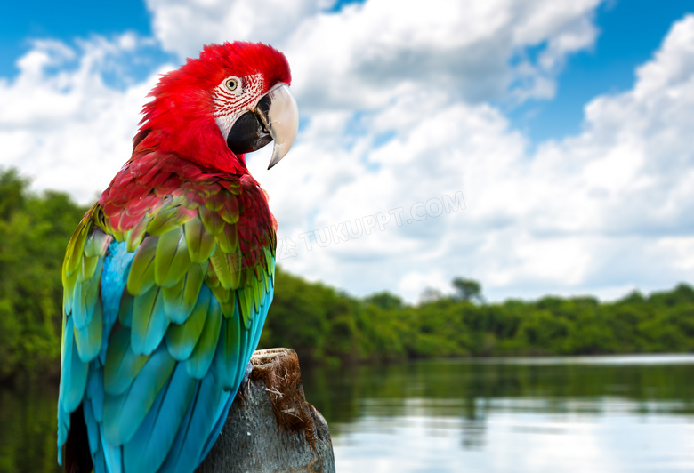 湖边木头上的金刚鹦鹉摄影高清图片