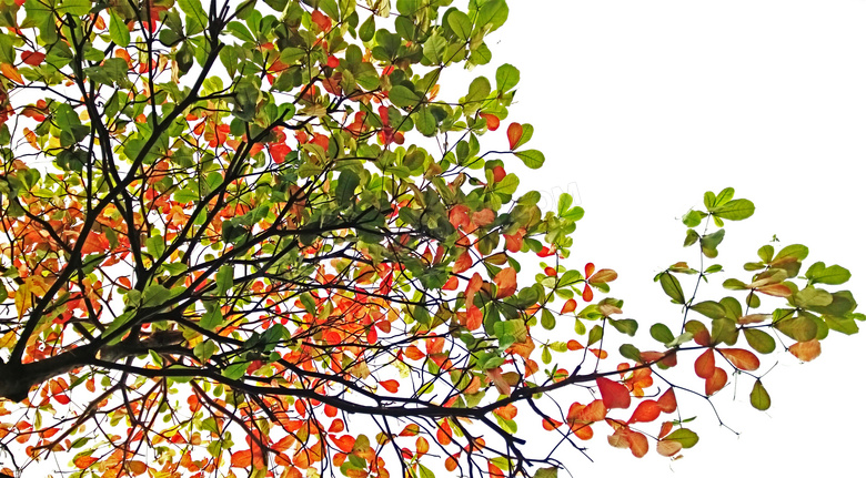 夏秋之际树枝叶子主题摄影高清图片