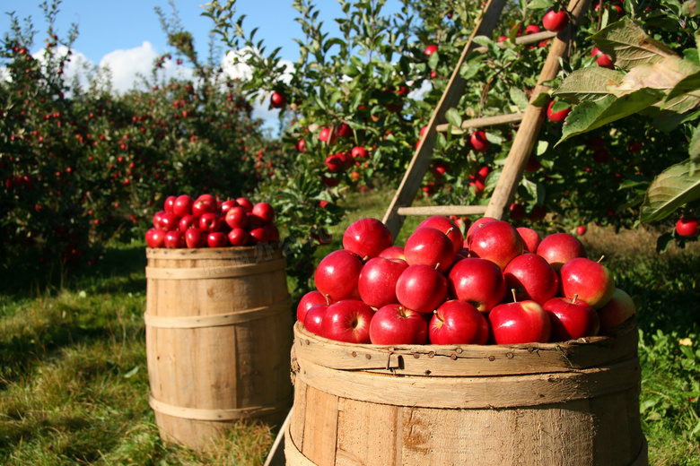 收获季果园里采摘的红苹果高清图片