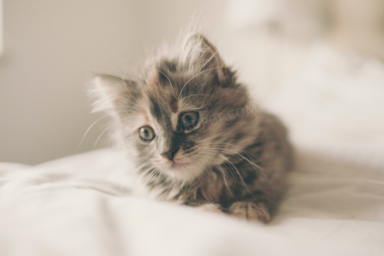 被子上毛茸茸的小猫咪摄影高清图片