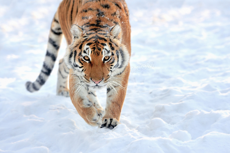 雪地上寻找食物的老虎摄影高清图片
