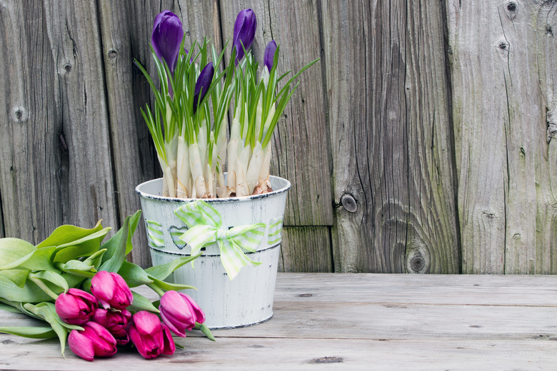 郁金香与紫色花卉植物摄影高清图片