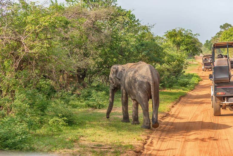 非洲草原上的一头大象摄影高清图片
