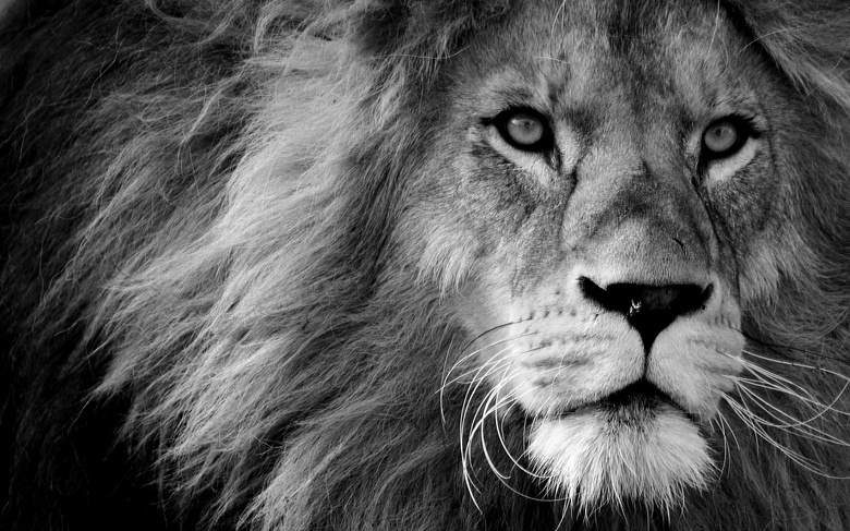 犀利目光狮子黑白效果摄影高清图片