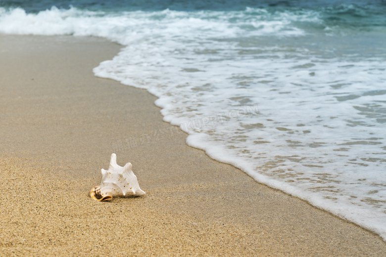 潮水来袭时在沙滩上的贝壳高清图片