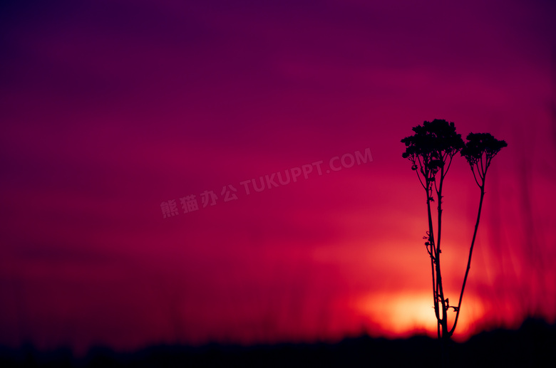 黄昏日落时的一棵小树剪影高清图片