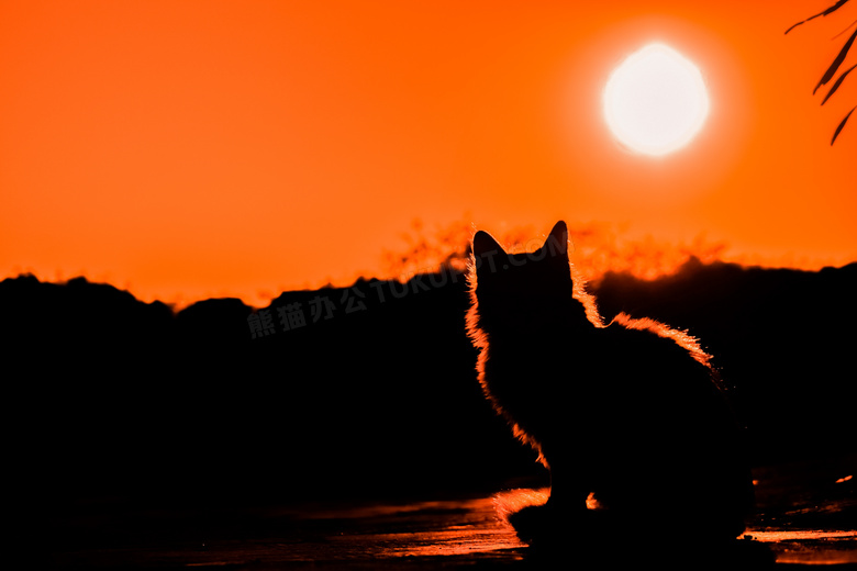 夕阳西下的小猫咪剪影效果高清图片