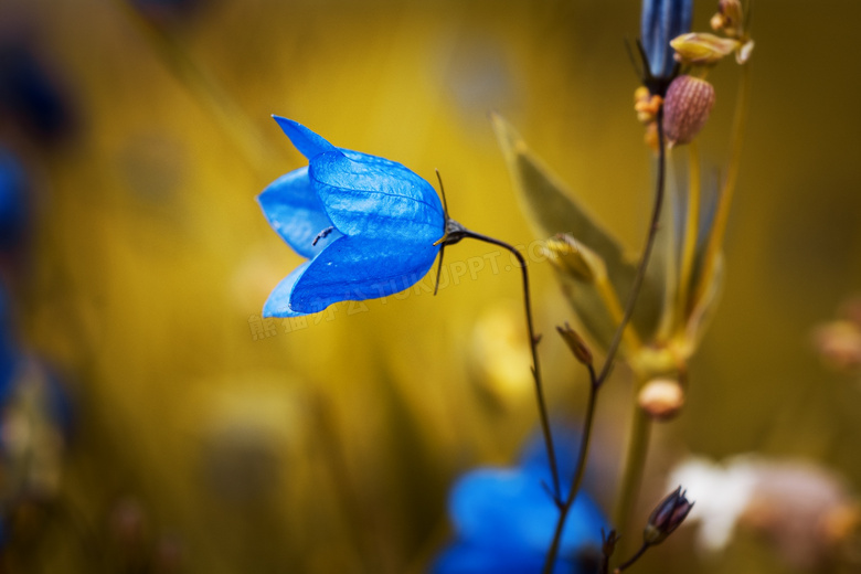 蓝色鲜花植物微距特写摄影高清图片