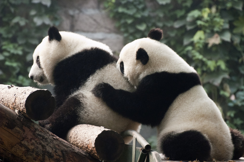 在一起玩耍的两只熊猫摄影高清图片