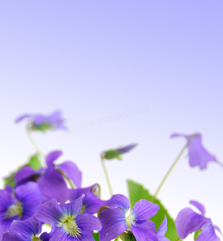 紫色的桔梗花近景特写摄影高清图片