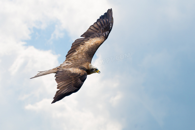 一只飞翔在空中的老鹰摄影高清图片