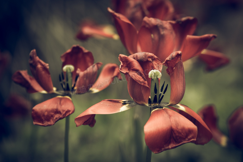 红色枯萎的郁金香花卉植物高清图片