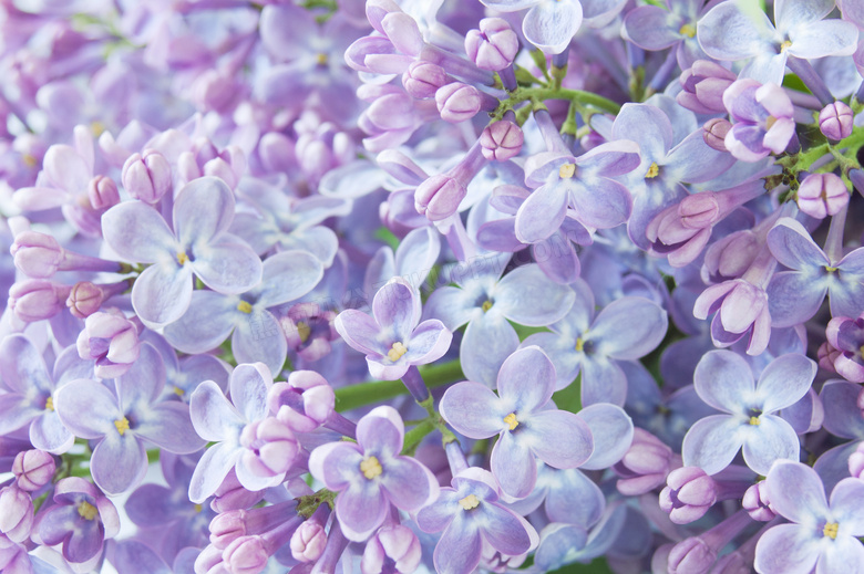 春暖花开时节的丁香花摄影高清图片