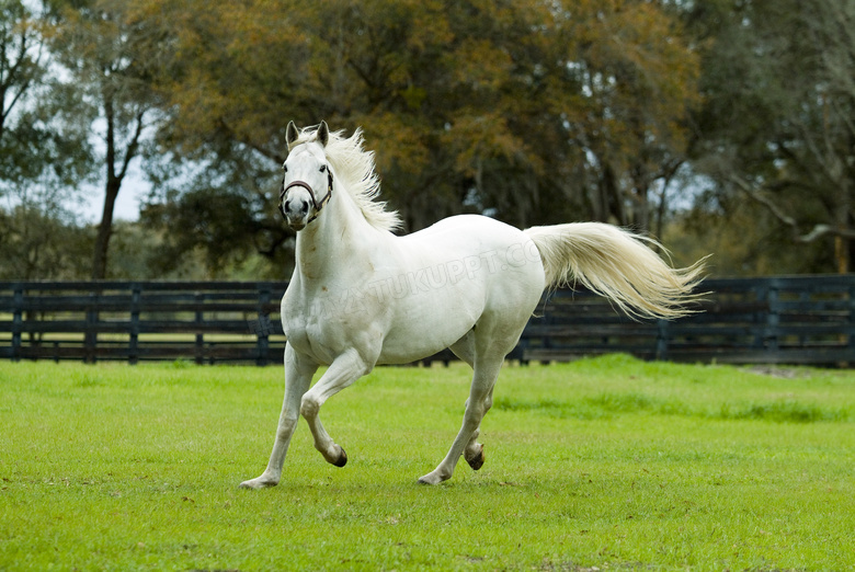 在牧场上奔跑的一匹马摄影高清图片