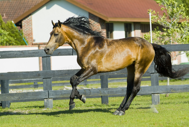 奔跑在牧场里的一匹马摄影高清图片