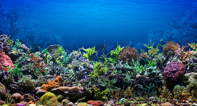 蓝色海底水下海洋生物摄影高清图片