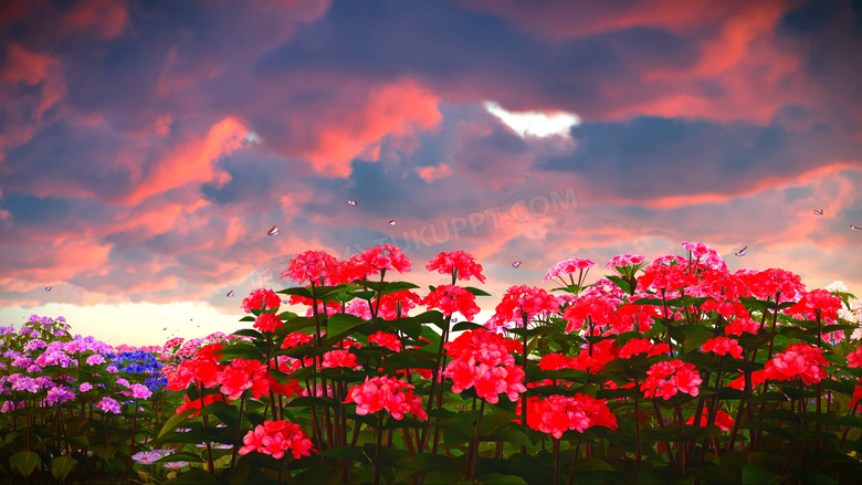 天空云彩与红色的花卉植物高清图片