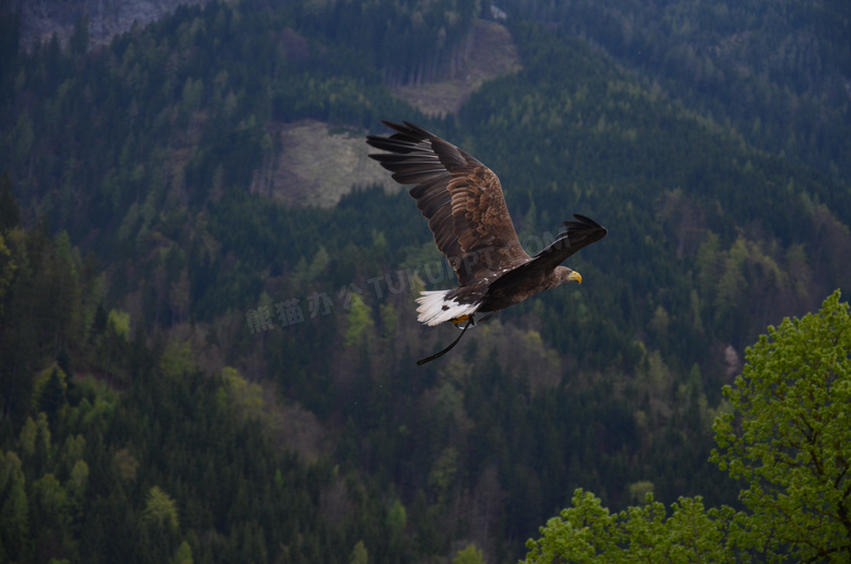 翱翔于山间树林的老鹰摄影高清图片