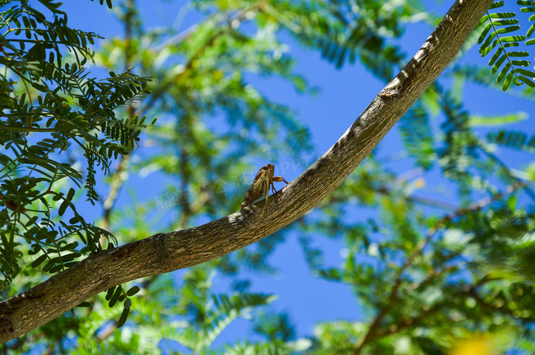 夏日趴在树枝的蝉特写摄影高清图片