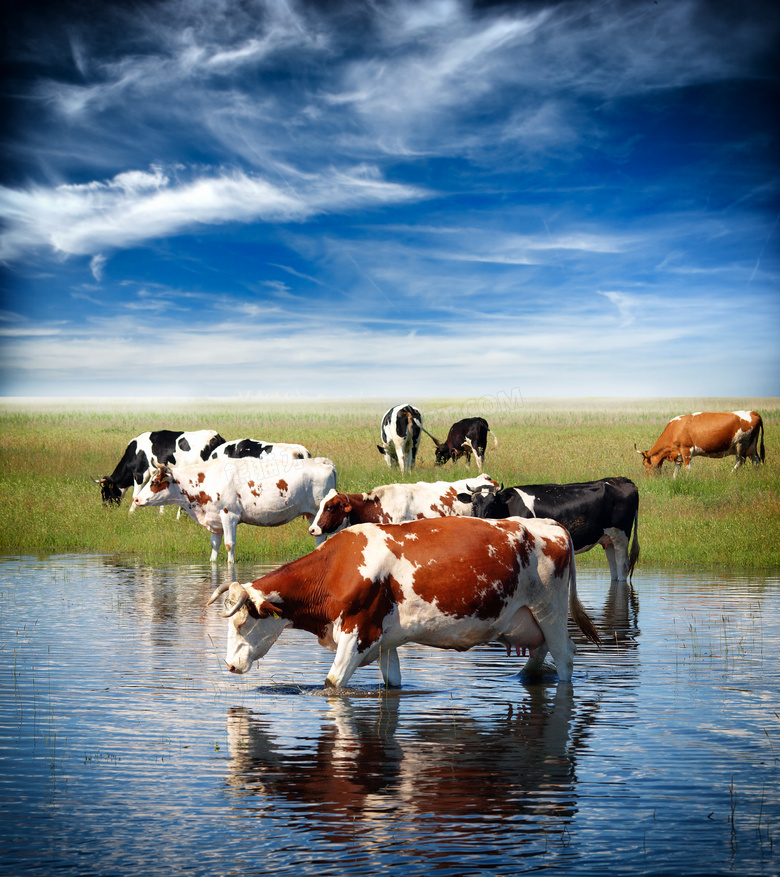 蓝天白云草地与在喝水的牛高清图片