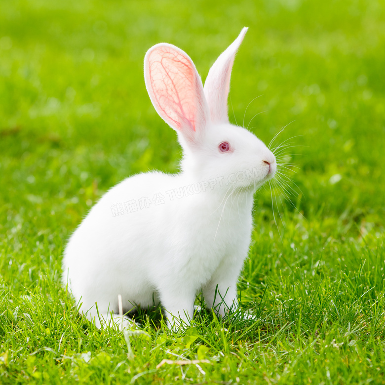 草地上竖着耳朵的兔子摄影高清图片