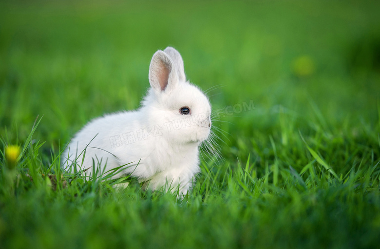 在绿色草丛中的小眼睛兔子高清图片