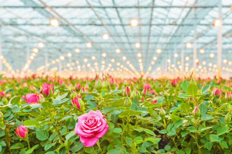 温室里种植的玫瑰花等摄影高清图片